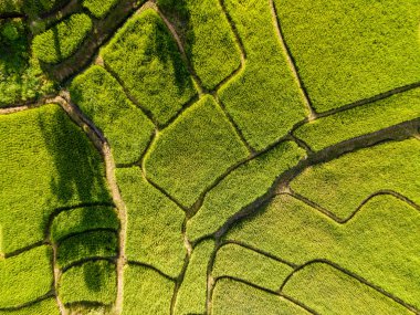 Tayland 'daki yeşil yağmur mevsiminde Chiangmai' deki teras pirinç tarlasında. Kraliyet Projesi Khun Pae Kuzey Tayland Sabah Işığı