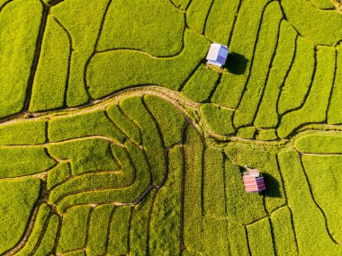 Tayland 'daki yeşil yağmur mevsiminde Chiangmai' deki teras pirinç tarlasında. Kraliyet Projesi Khun Pae Kuzey Tayland akşam ışığında