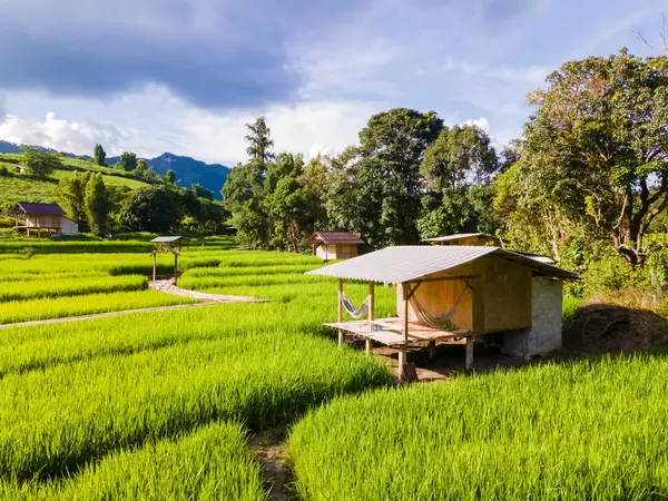 タイのグリーンレインシーズン中にチェンマイのテラスライスフィールド ロイヤルプロジェクトKun Pae 北タイ 山の農場の小さな竹のホームステイ — ストック写真
