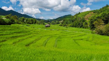 Tayland 'daki yeşil yağmur mevsiminde Chiangmai dağlarındaki teras pirinç tarlası. Kraliyet Projesi Khun Pae Kuzey Tayland