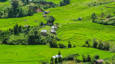 Tayland 'da, yeşil yağmur mevsiminde, Chiangmai' deki teraslı pirinç tarlası. Kraliyet Projesi Khun Pae Kuzey Tayland