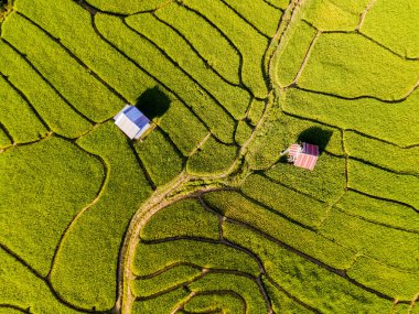 Tayland 'daki yeşil yağmur mevsiminde Chiangmai' deki teras pirinç tarlasında. Kraliyet Projesi Khun Pae Kuzey Tayland