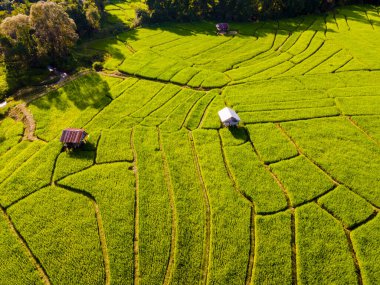 Tayland 'ın yeşil yağmur mevsiminde Chiangmai dağlarındaki teras pirinç tarlası. Kraliyet Projesi Khun Pae Kuzey Tayland