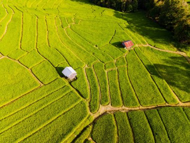 Tayland 'daki yeşil yağmur mevsiminde Chiangmai' deki teras pirinç tarlasında. Kraliyet Projesi Khun Pae Kuzey Tayland akşam ışığında
