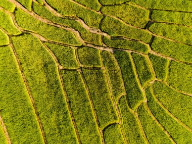 Yeşil yağmur mevsiminde, Tayland 'da, Chiangmai' de pirinç tarlası. Kraliyet Projesi Khun Pae Kuzey Tayland