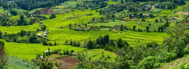 Tayland 'daki yeşil yağmur mevsiminde Chiangmai' deki teras pirinç tarlasında. Kraliyet Projesi Khun Pae Kuzey Tayland yeşil dağlı
