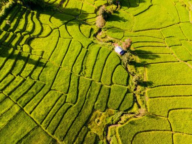 Tayland 'daki yeşil yağmur mevsiminde Chiangmai' deki teras pirinç tarlasında. Kraliyet Projesi Khun Pae Kuzey Tayland. Küçük çiftlikleri olan yeşil pirinç tarlasında yukarıdan insansız hava aracı görüntüsü
