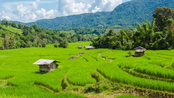 Terrasserade Rice Paddy Field Chiangmai Den Gröna Regnperioden Thailand Kungligt — Stockfoto