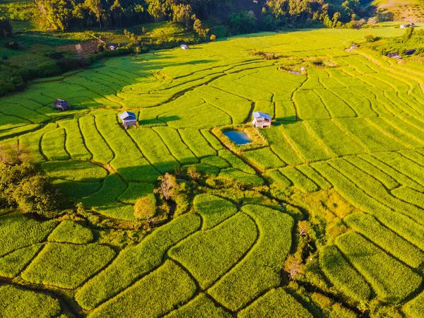 Riisikenttä Chiangmain Vuoristossa Vihreän Sadekauden Aikana Thaimaassa Royal Project Khun — kuvapankkivalokuva