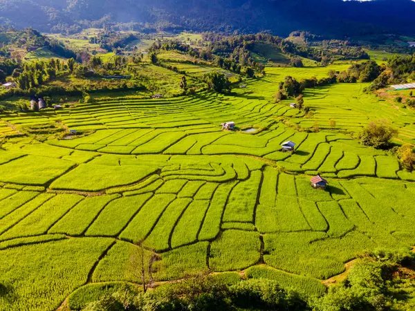 Tayland Daki Yeşil Yağmur Mevsiminde Chiangmai Deki Teras Pirinç Tarlasında — Stok fotoğraf