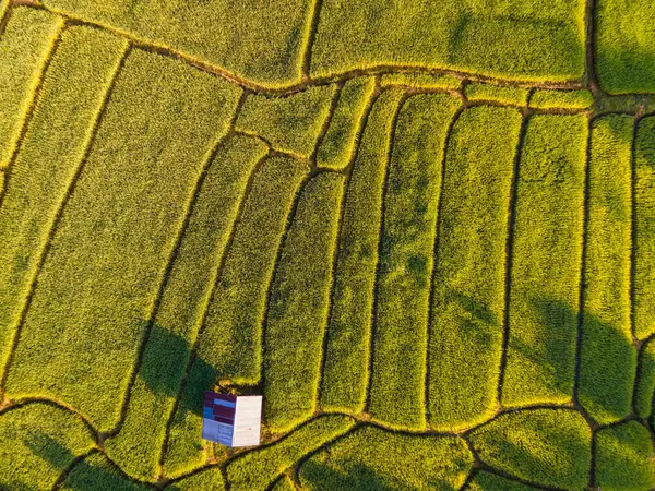 タイのグリーンレインシーズン中にチェンマイのテラスライスフィールド ロイヤルプロジェクトKun Pae 北タイ 上からのドローントップビューは 小さな農場を有する緑豊かな田園です — ストック写真