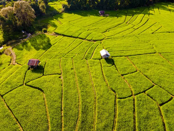 泰国清迈山区的梯田稻田是在青雨季节 泰国北部Khun Pae皇家项目 — 图库照片