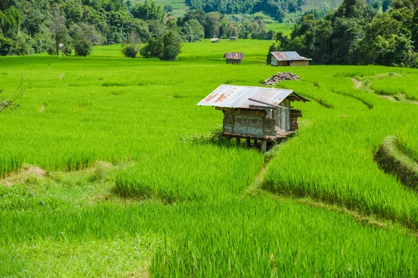 Terasovité Rýžové Pole Horách Chiangmai Během Zelené Dešťové Sezóny Thajsku — Stock fotografie