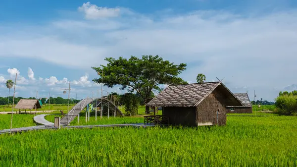 Pequena Casa Família Fazenda Com Campo Arroz Verde Paddy Tailândia — Fotografia de Stock