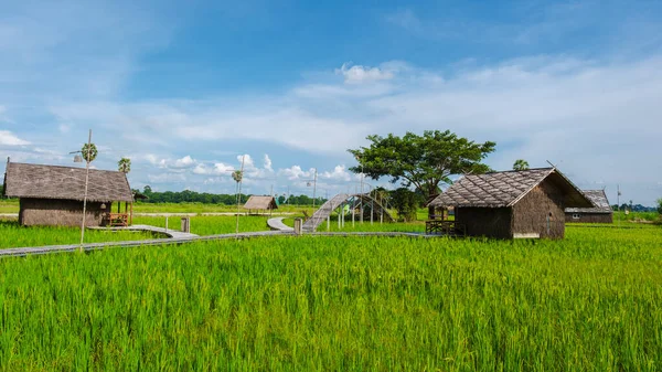 Litet Boende Gården Med Ett Grönt Risfält Mellersta Thailand Bambuhyddor — Stockfoto