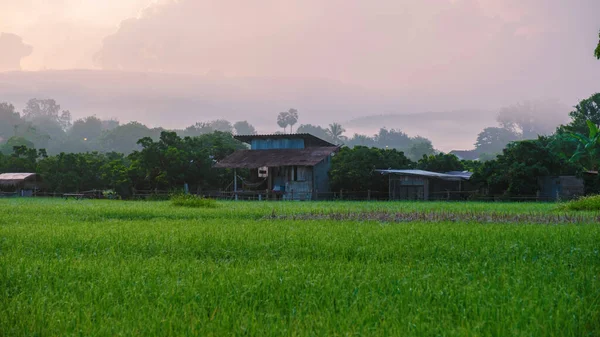 Solnedgång Över Gröna Risfälten Centrala Thailand Grönt Risfält — Stockfoto