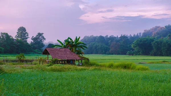 Soluppgång Över Gröna Risfälten Centrala Thailand Grönt Risfält — Stockfoto