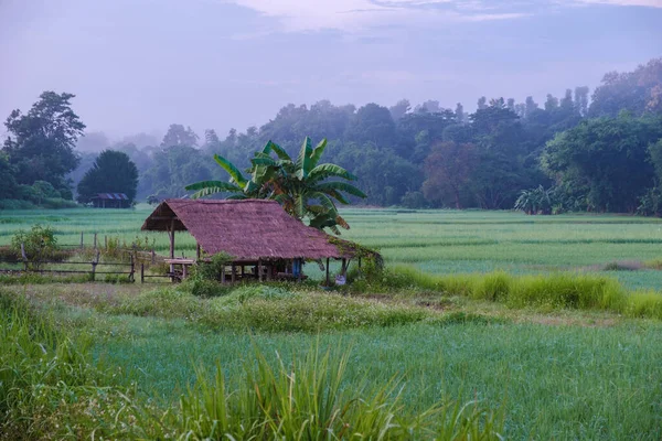 タイ中部のグリーンライス田の日没 小さな農場小屋と緑のライスパディフィールド — ストック写真