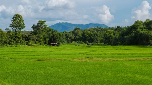 Solnedgång Över Gröna Risfälten Centrala Thailand Grönt Risfält Regnperioden — Stockfoto
