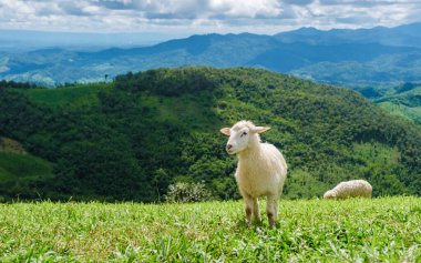 Chiang Rai Kuzey Tayland Doi Chang dağındaki koyun çiftliğinde bir koyun.