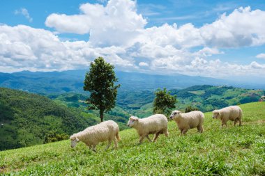 Chiang Rai Kuzey Tayland Doi Chang dağındaki koyun çiftliğinde bir koyun sürüsü.