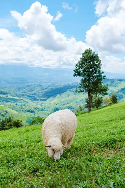 チャンライ北部タイドイ山岳緑地の羊農場で羊のグループ — ストック写真