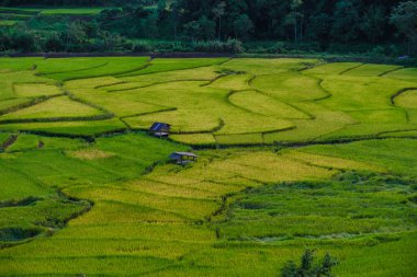 Sapan Bo Kluea Nan Tayland 'daki yeşil sarı çeltik tarlası yeşil pirinç tarlaları ve dağları olan yeşil bir vadi.