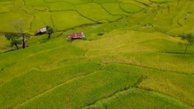 Sapan Bo Kluea Nan Tayland 'daki çeltik tarlaları. Kuzey Tayland' da yeşil pirinç tarlaları ve dağları olan yeşil bir vadi. pirinç çeltik tarlası dron görüntüsü