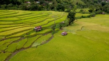 Sapan Bo Kluea Nan Tayland 'daki çeltik tarlalarının insansız hava aracı görüntüsü. Kuzey Tayland' da yeşil pirinç tarlaları ve dağları olan yeşil bir vadi.