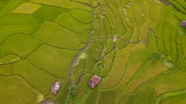 Sapan Bo Kluea Nan Tayland 'daki çeltik tarlaları. Kuzey Tayland' da yeşil pirinç tarlaları ve dağları olan yeşil bir vadi. Tayland 'daki sarı yeşil pirinç tarlalarında insansız hava aracı görüntüsü