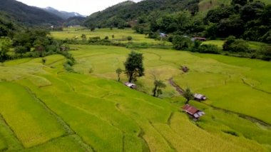 Sapan Bo Kluea Nan Tayland 'da çeltik tarlaları yeşil pirinç tarlaları ve Kuzey Tayland' da dağları olan yeşil bir vadi.
