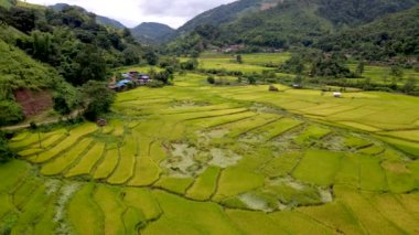 Sapan Bo Kluea Nan Tayland 'daki çeltik tarlalarının üst manzarası. Kuzey Tayland' da yeşil pirinç tarlaları ve dağları olan yeşil bir vadi.