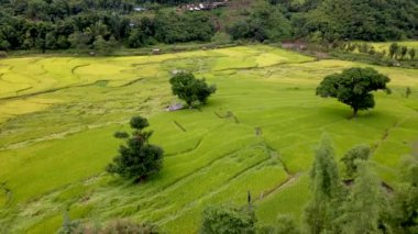 Sapan Bo Kluea Nan Tayland 'daki pirinç tarlası, yeşil pirinç tarlaları ve dağları olan yeşil bir vadi. Kuzey Tayland' da bulutlu bir günde.