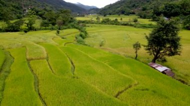Sapan Bo Kluea Nan Tayland 'daki pirinç tarlası, yeşil pirinç tarlaları ve dağları olan yeşil bir vadi. Kuzey Tayland' da bulutlu bir günde.