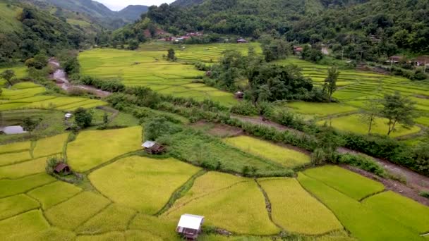 泰国北部有绿色稻田和高山的绿色谷地Sapan Kluea Nan Thailand的稻田梯田 — 图库视频影像