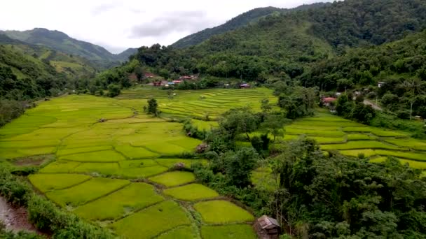 Riisipeltoterassit Sapan Kluea Nan Thaimaassa Vihreä Laakso Vihreillä Riisipelloilla Vuorilla — kuvapankkivideo