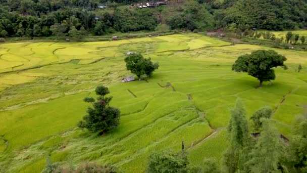 Sapan Kluea Nan Tayland Daki Pirinç Tarlası Yeşil Pirinç Tarlaları — Stok video