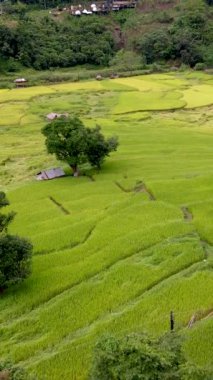 Sapan Bo Kluea Nan Tayland 'daki pirinç tarlası, yeşil pirinç tarlaları ve dağları olan yeşil bir vadi, bulutlu bir günde Kuzey Tayland' da.