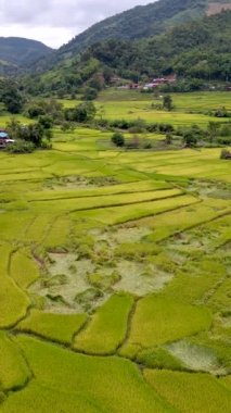 Sapan Bo Kluea Nan Tayland 'daki pirinç tarlası, yeşil pirinç tarlaları ve dağları olan yeşil bir vadi, bulutlu bir günde Kuzey Tayland' da.