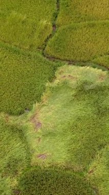 Sapan Bo Kluea Nan Tayland 'daki pirinç tarlası, yeşil pirinç tarlaları ve Kuzey Tayland dağları olan yeşil bir vadi. 