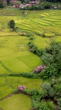 Sapan Bo Kluea Nan Tayland 'daki çeltik tarlası. Yağmur mevsiminde bulutlu bir günde Kuzey Tayland' da yeşil pirinç tarlaları ve dağları olan yeşil bir vadi.