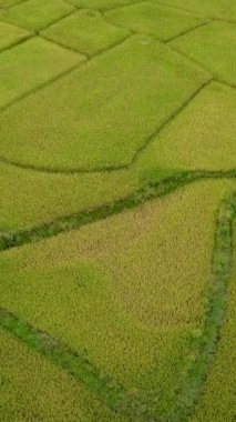 Bulutlu bir günde Tayland 'ın kuzeyinde yeşil pirinç tarlaları ve dağları olan yeşil bir vadi olan Sapan Bo Kluea Nan Tayland' daki çeltik tarlasının insansız hava aracı görüntüsü.