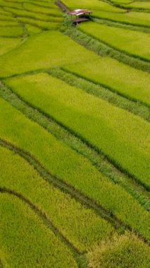 Yeşil sarı pirinç tarlası Sapan Bo Kluea Nan Tayland 'da, yeşil pirinç tarlaları ve dağları olan yeşil bir vadi. Kuzey Tayland' da bulutlu bir günde.