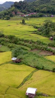 Bulutlu bir günde Tayland 'ın kuzeyinde yeşil pirinç tarlaları ve dağları olan yeşil bir vadi olan Sapan Bo Kluea Nan Tayland' daki çeltik tarlasının insansız hava aracı görüntüsü.