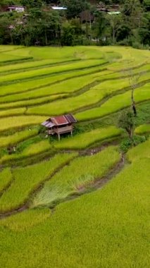 Sapan Bo Kluea Nan Tayland 'daki pirinç tarlası yeşil pirinç tarlaları ve dağları olan yeşil bir vadi, yeşil sarı pirinç tarlaları.