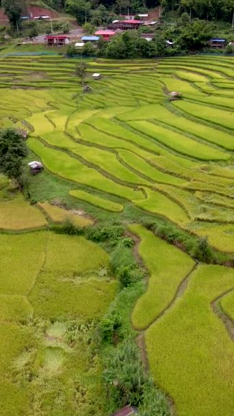 タイ北部の緑豊かな田畑と山々を有する緑豊かな谷であるSapan Kluea Nanタイの田畑テラス — ストック動画