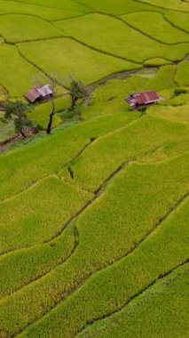 Sapan Bo Kluea Nan Tayland 'da çeltik tarlası yeşil pirinç tarlaları ve dağları olan yeşil bir vadi yeşil mevsim boyunca Kuzey Tayland' da bulutlu bir günde