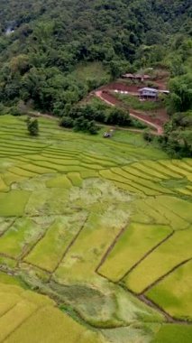 Sapan Bo Kluea Nan Tayland 'da çeltik tarlaları. Kuzey Tayland' da yeşil pirinç tarlaları ve dağları olan yeşil bir vadi.