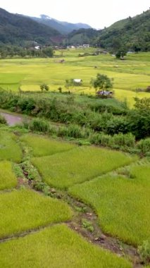 Sapan Bo Kluea Nan Tayland 'da çeltik tarlaları. Kuzey Tayland' da yeşil pirinç tarlaları ve dağları olan yeşil bir vadi.