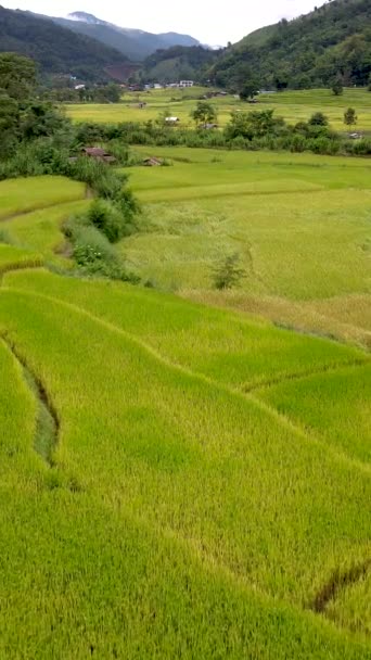 Терраса Рисового Поля Сапан Феа Нан Таиланд Зеленый Сосуд Зелеными — стоковое видео
